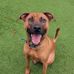 Bruce, Adult Male Labrador Retriever