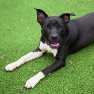 Diamond, Young Female Terrier