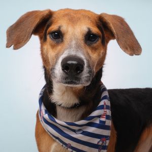 Samy C, Adult Male Mixed Breed