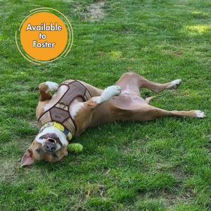 Duke James, Senior Male Pit Bull Terrier