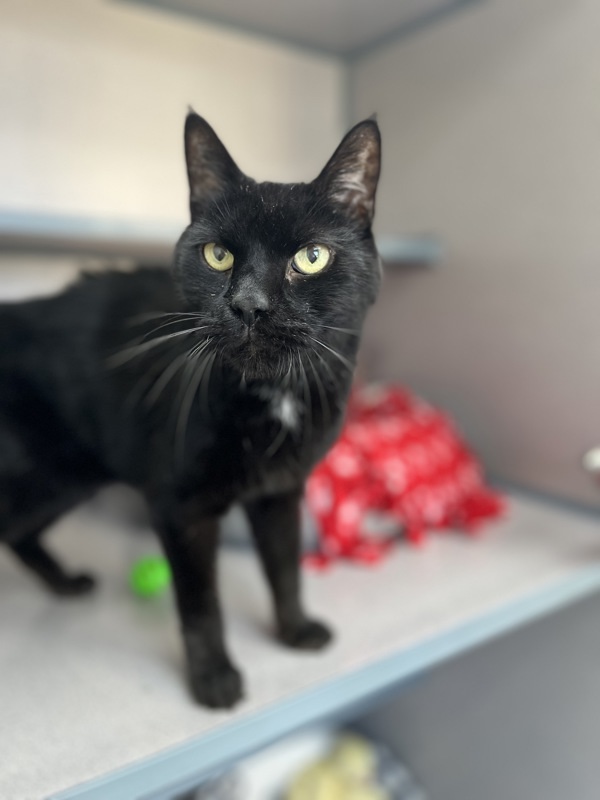 Licorice