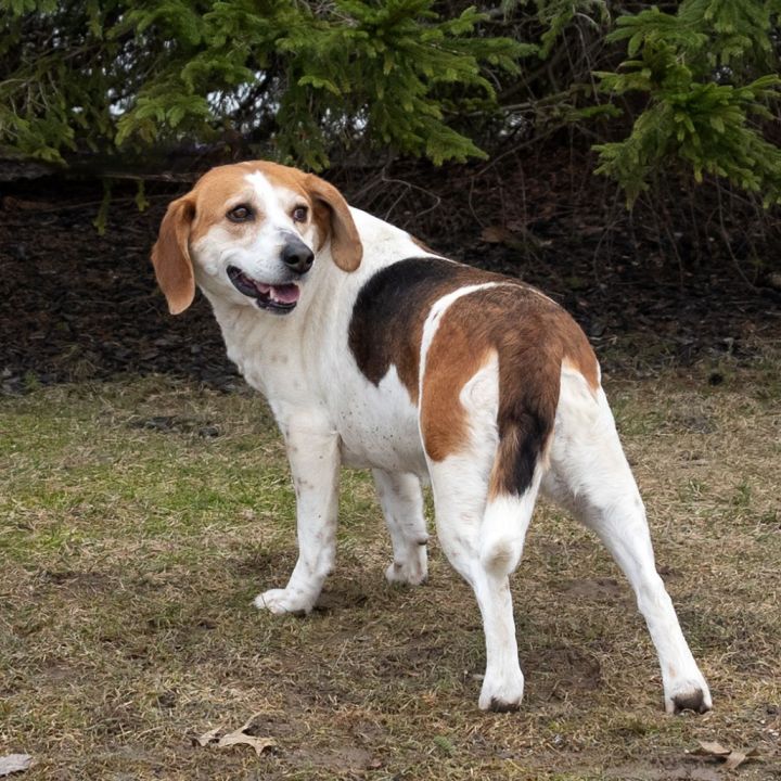 Roxy 4