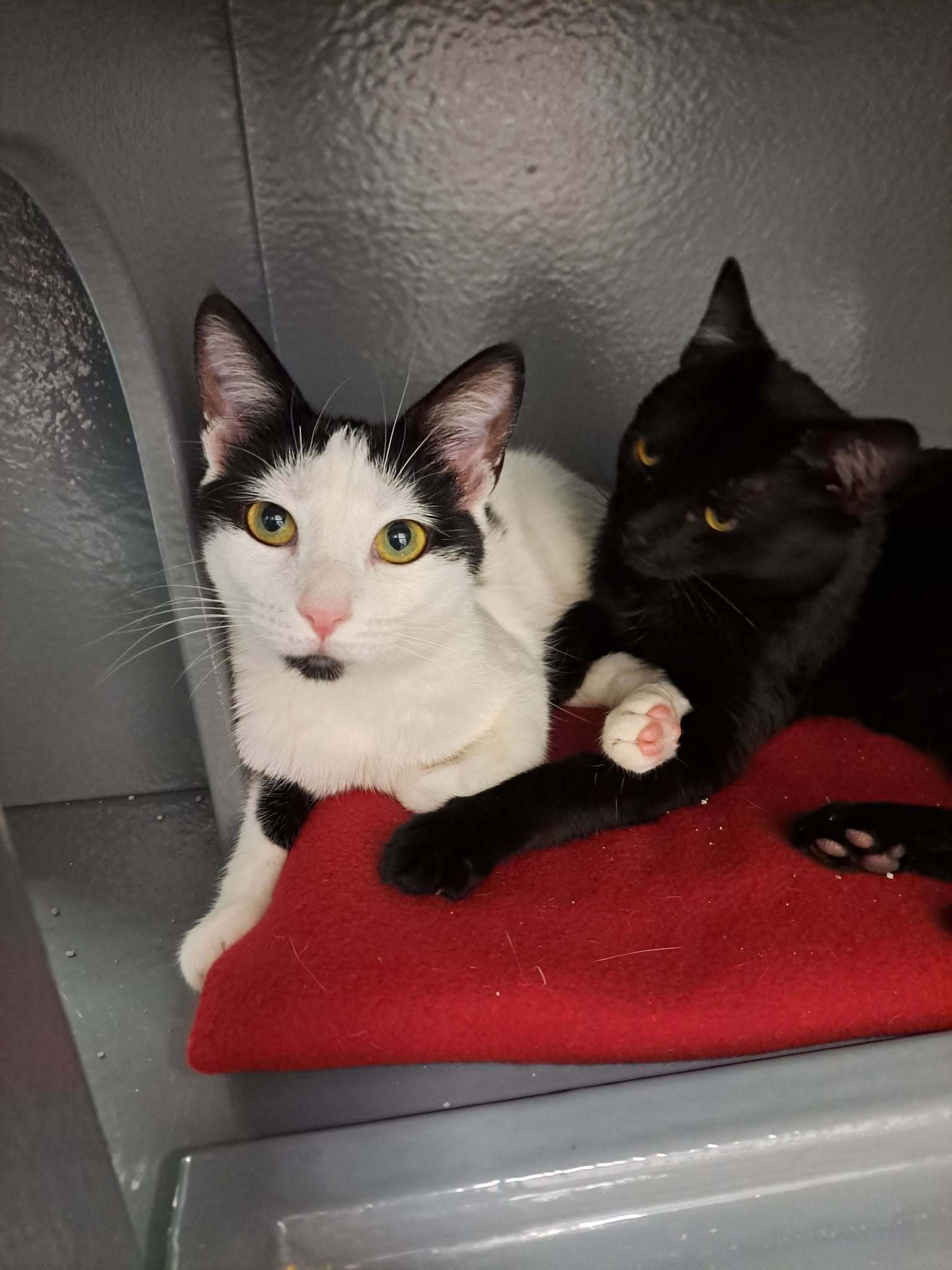 Misty AND Bobby