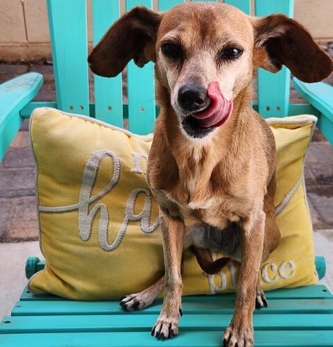 Bee/ Lola