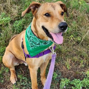 TJ, Adult Male Mixed Breed