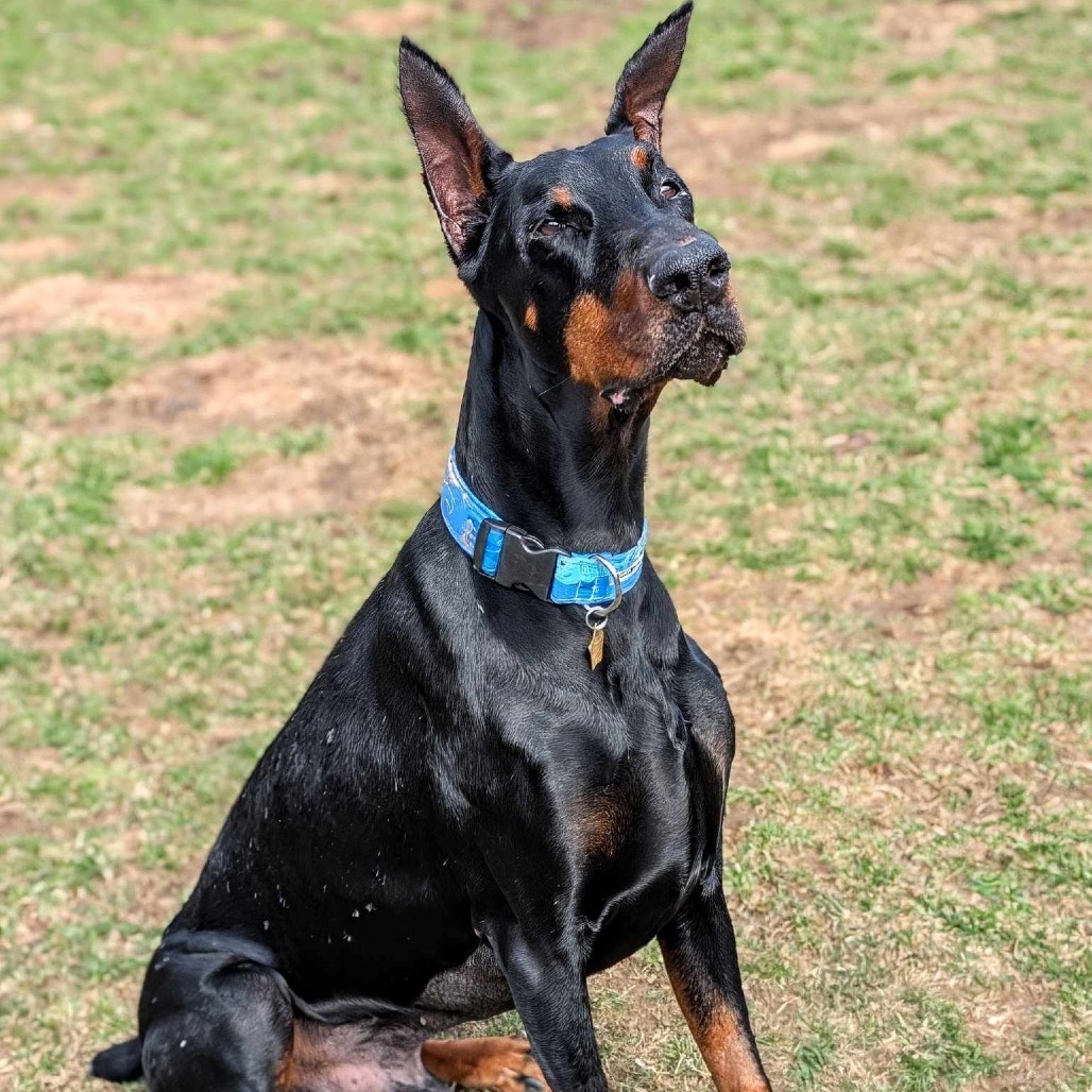7685 Rupert - I'm a SSNAP Dog