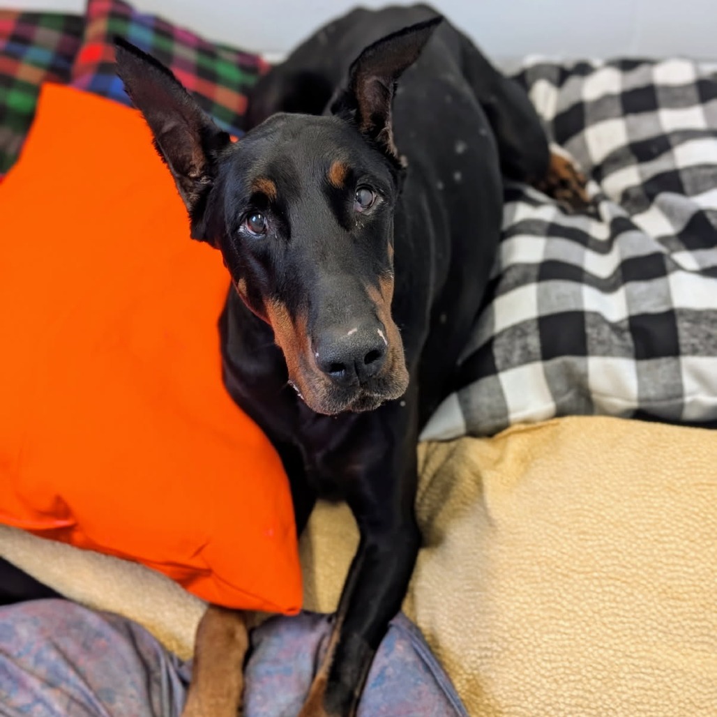 7685 Rupert - I'm a SSNAP Dog