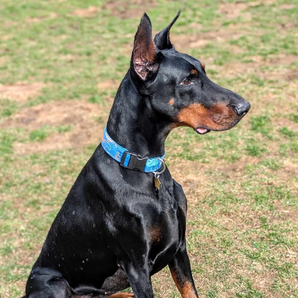 7685 Rupert - I'm a SSNAP Dog