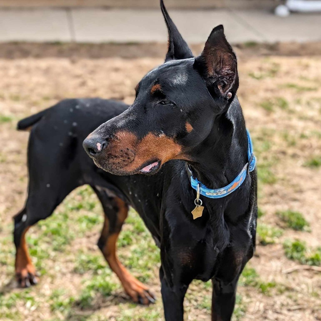 7685 Rupert - I'm a SSNAP Dog
