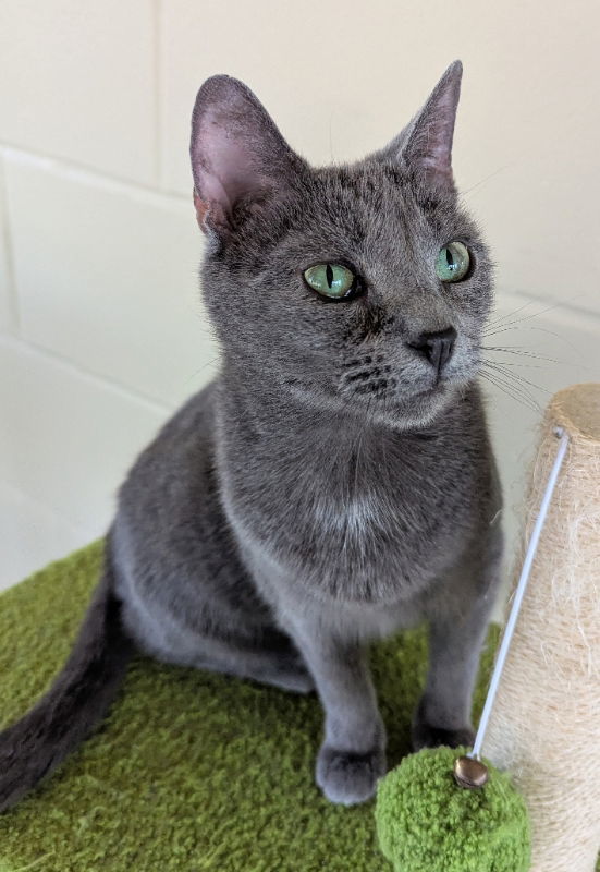 Delilah