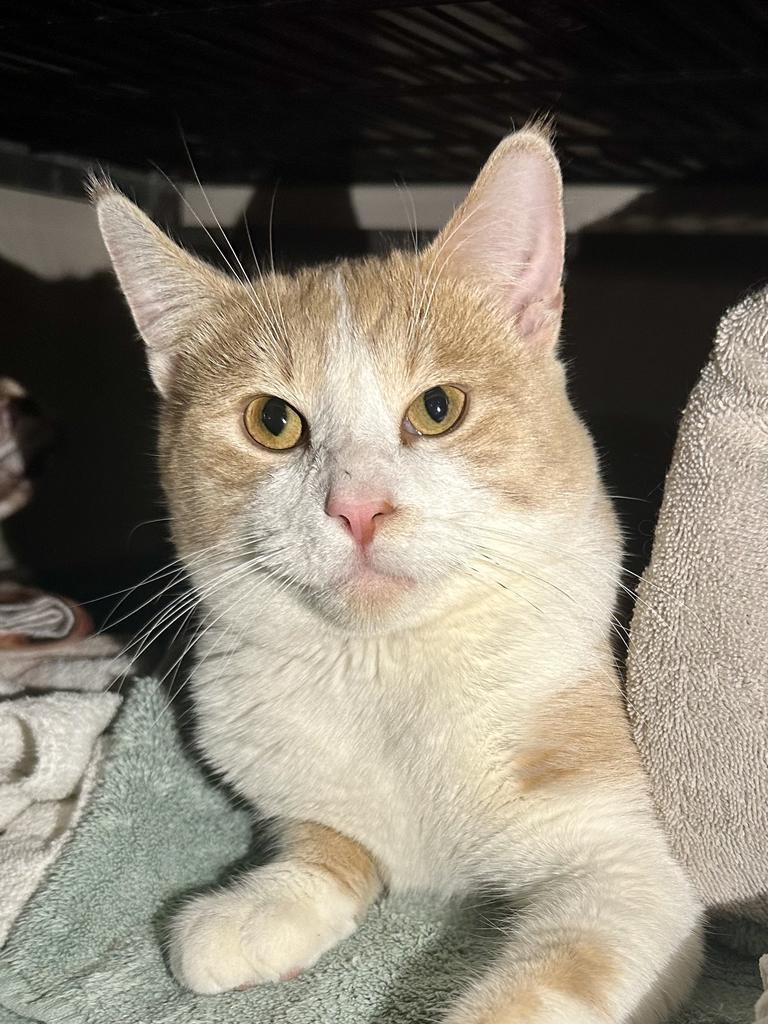 Yoko, an adoptable Domestic Short Hair in Cloquet, MN, 55720 | Photo Image 1