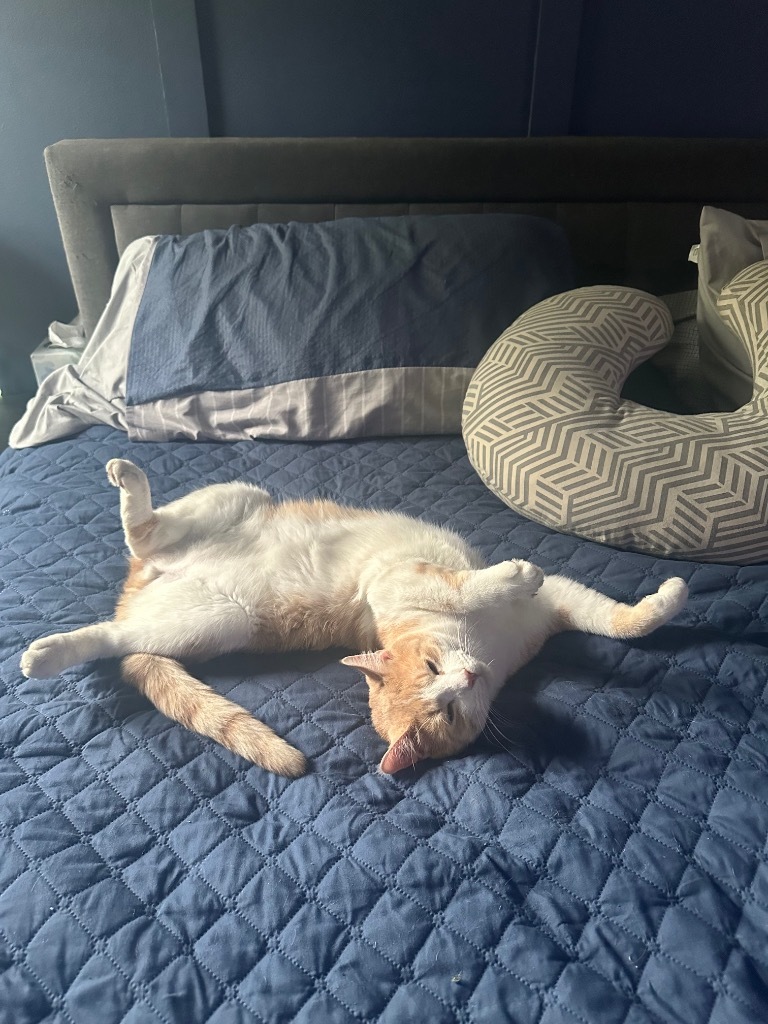 Yoko, an adoptable Domestic Short Hair in Cloquet, MN, 55720 | Photo Image 4
