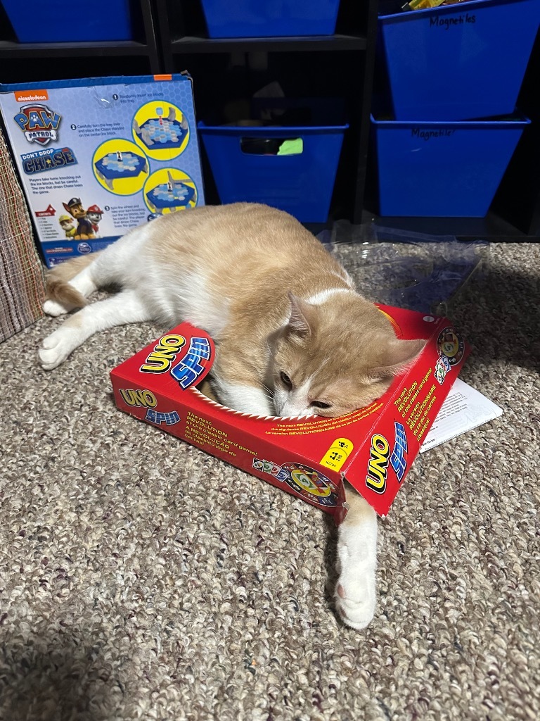 Yoko, an adoptable Domestic Short Hair in Cloquet, MN, 55720 | Photo Image 5