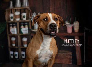 Muttley, Adult Male unknown