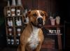 Muttley photo 1