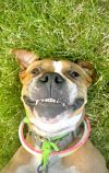 Muttley photo 3
