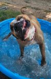 Muttley photo 6