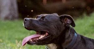 Socks, Senior Male Pit Bull Terrier
