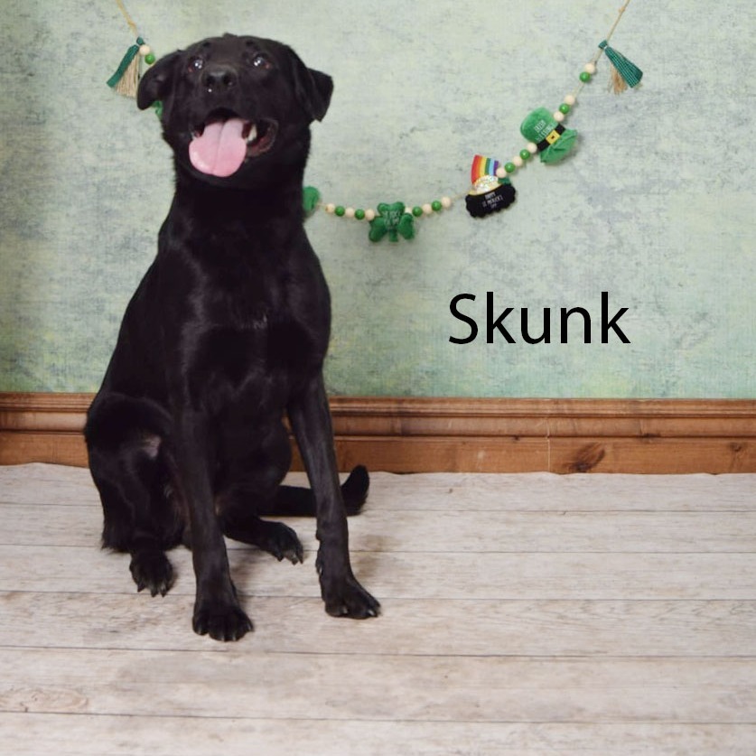 Skunk
