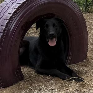 Skunk, Adult Male Black Labrador Retriever