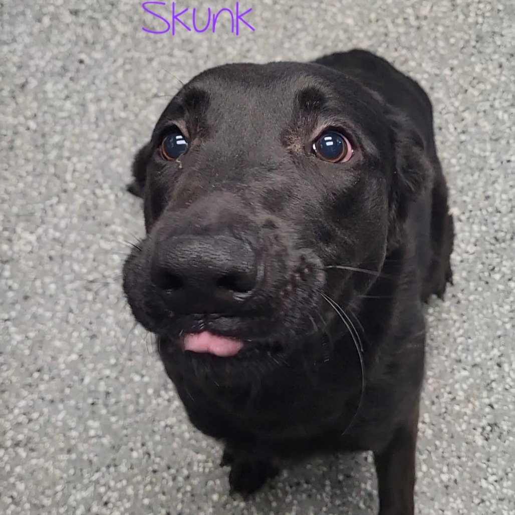Skunk