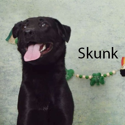 Skunk