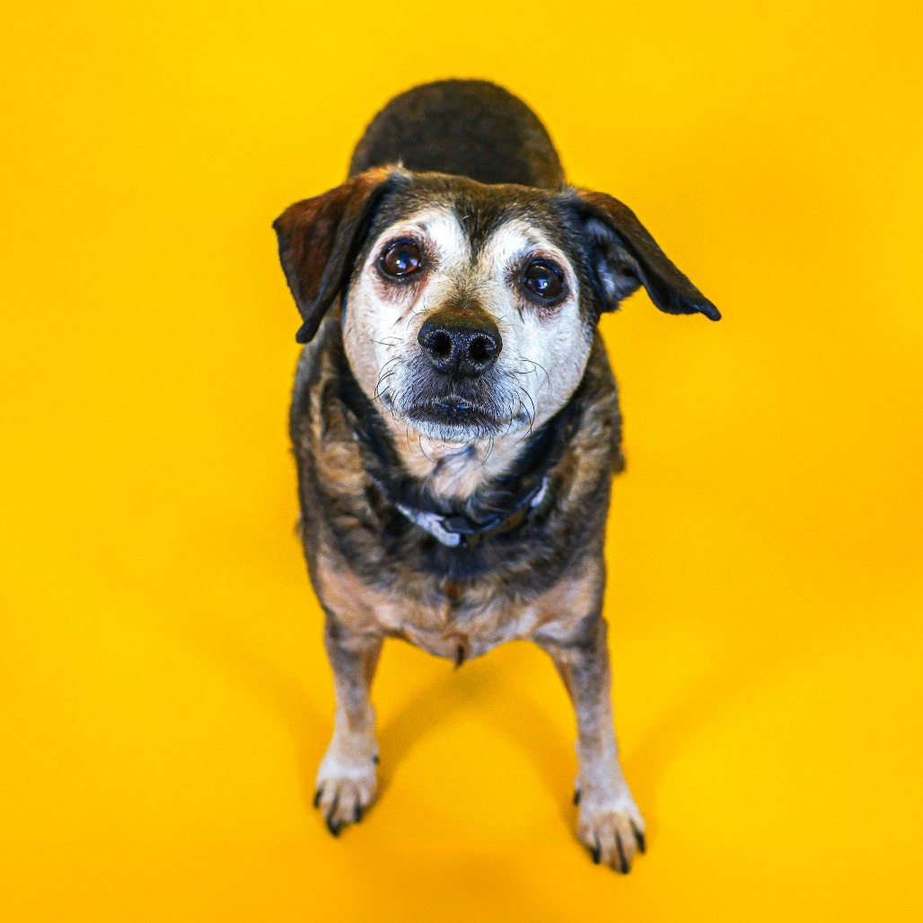 Bruno (bonded w/ Rocky 2)