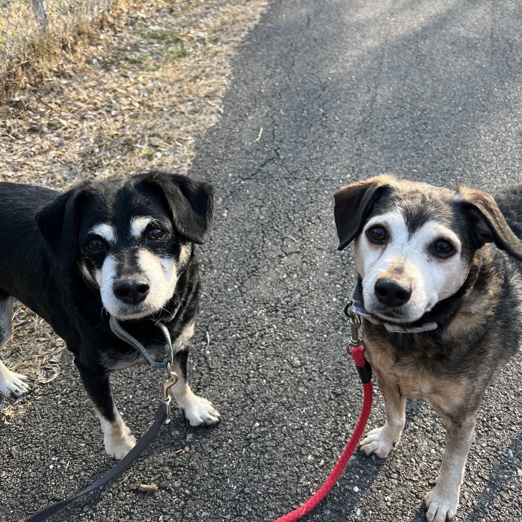 Bruno (bonded w/ Rocky 2)