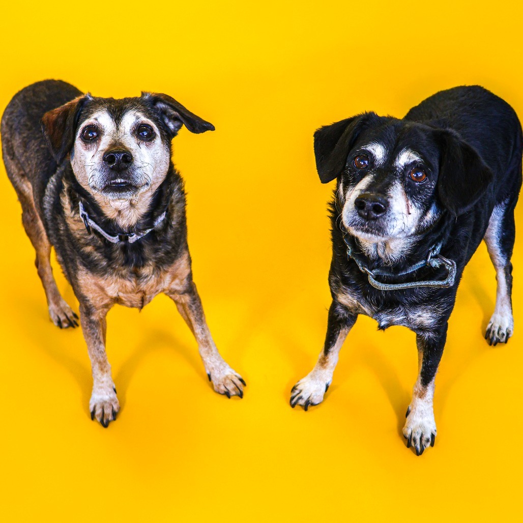 Bruno (bonded w/ Rocky 2)