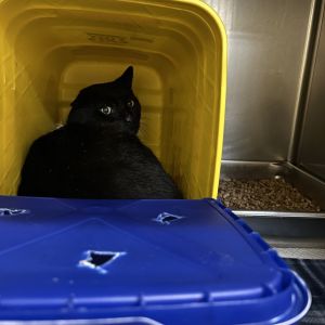 Gray Stone, Adult Male Domestic Short Hair
