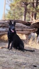 Theo, an adoptable German Shepherd Dog in Hot Springs, SD, 57747 | Photo Image 1
