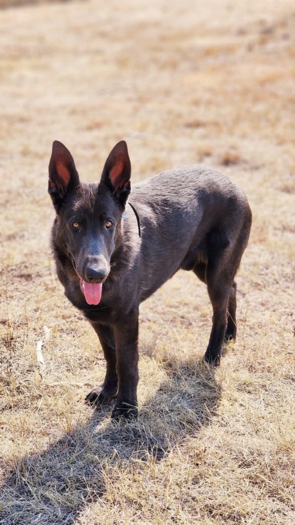 Theo, an adoptable German Shepherd Dog in Hot Springs, SD, 57747 | Photo Image 2