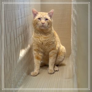 Cheese, Young Male Domestic Medium Hair