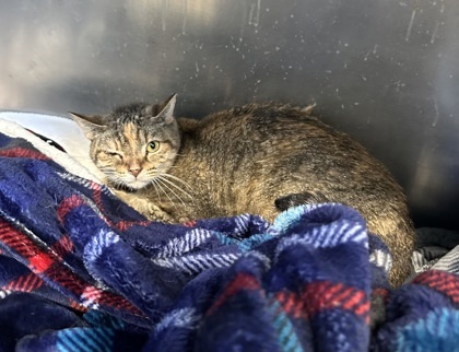 Sally (Barn Cat), an adoptable Domestic Short Hair in Rhinelander, WI, 54501 | Photo Image 2
