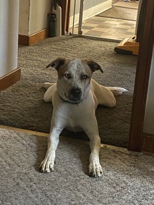 Vidor, an adoptable Terrier, Mixed Breed in Rhinelander, WI, 54501 | Photo Image 1