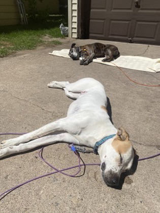 Vidor (In foster), an adoptable Terrier, Mixed Breed in Rhinelander, WI, 54501 | Photo Image 2