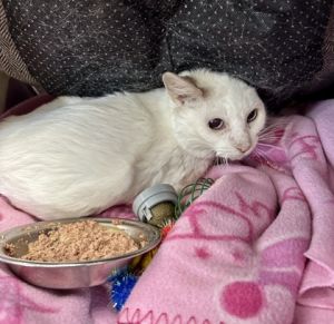 Velma, Adult Female Domestic Short Hair