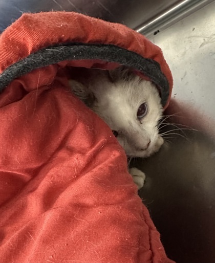 Velma, an adoptable Domestic Short Hair in Rhinelander, WI, 54501 | Photo Image 2