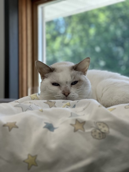 Velma, an adoptable Domestic Short Hair in Rhinelander, WI, 54501 | Photo Image 2