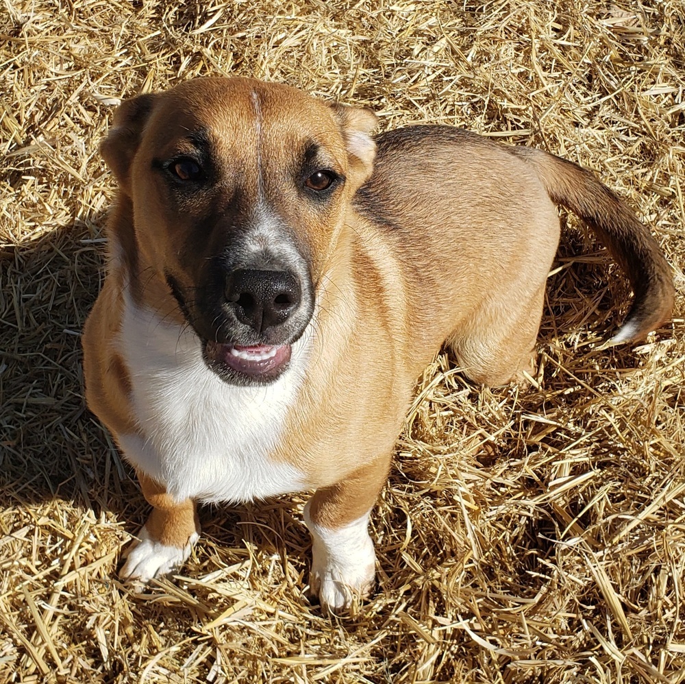 Ozzy, an adoptable Australian Cattle Dog / Blue Heeler, Beagle in Challis, ID, 83226 | Photo Image 1