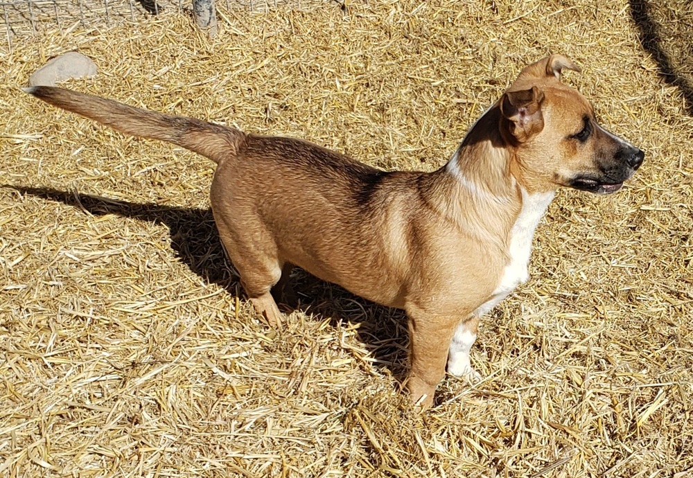 Ozzy, an adoptable Australian Cattle Dog / Blue Heeler, Beagle in Challis, ID, 83226 | Photo Image 2