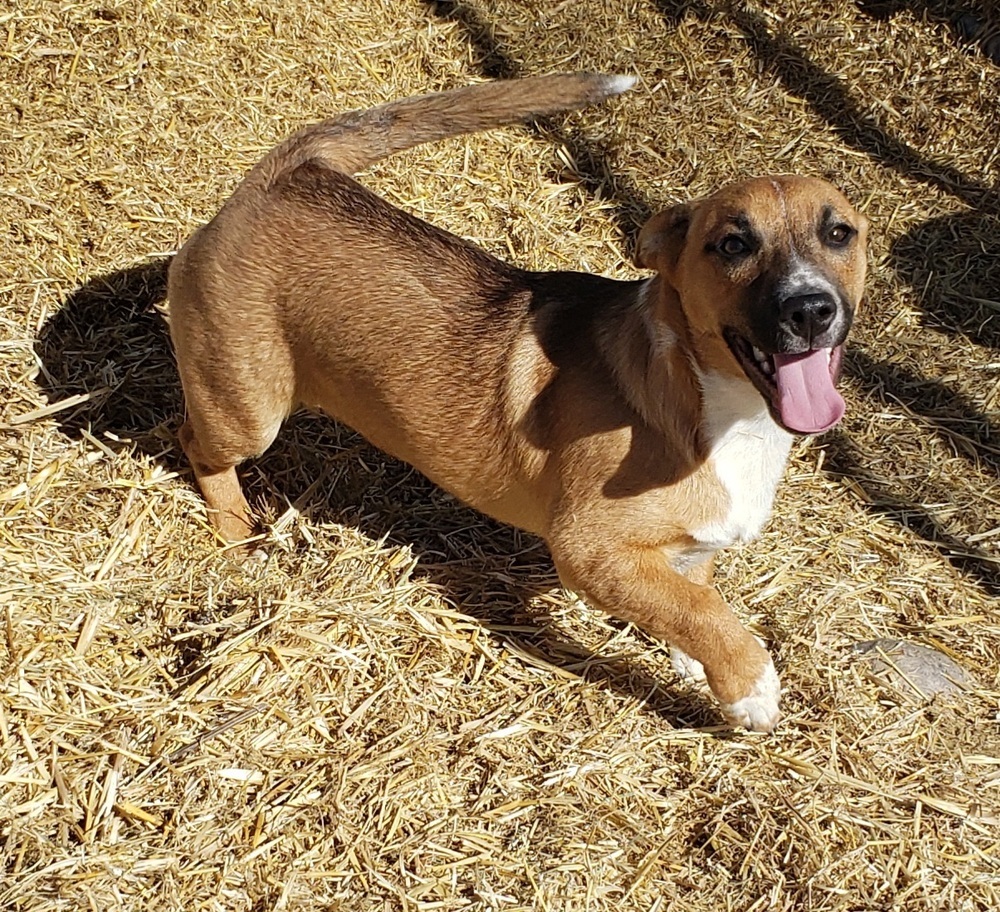 Ozzy, an adoptable Australian Cattle Dog / Blue Heeler, Beagle in Challis, ID, 83226 | Photo Image 3