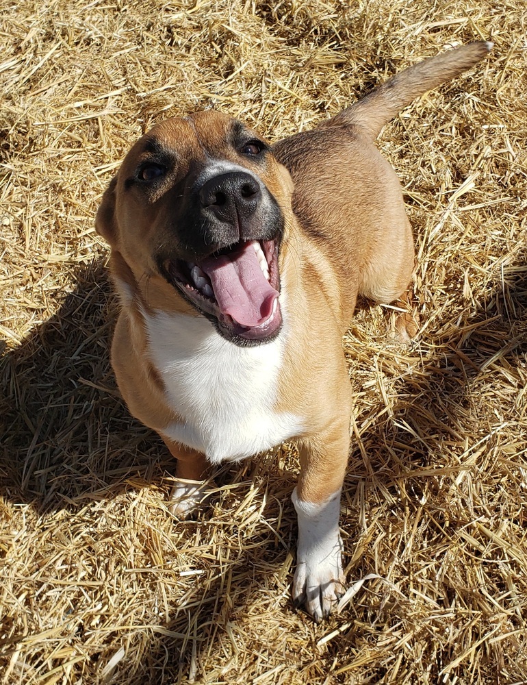 Ozzy, an adoptable Australian Cattle Dog / Blue Heeler, Beagle in Challis, ID, 83226 | Photo Image 4
