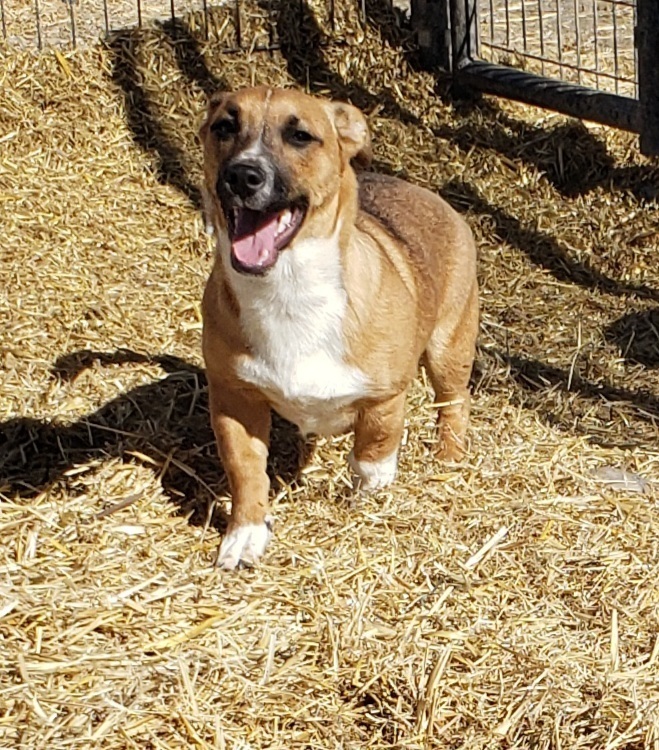 Ozzy, an adoptable Australian Cattle Dog / Blue Heeler, Beagle in Challis, ID, 83226 | Photo Image 6