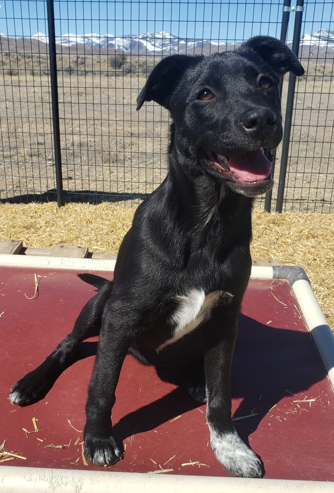 Cleo, an adoptable Australian Cattle Dog / Blue Heeler, Labrador Retriever in Challis, ID, 83226 | Photo Image 1