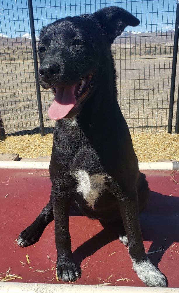 Cleo, an adoptable Australian Cattle Dog / Blue Heeler, Labrador Retriever in Challis, ID, 83226 | Photo Image 2