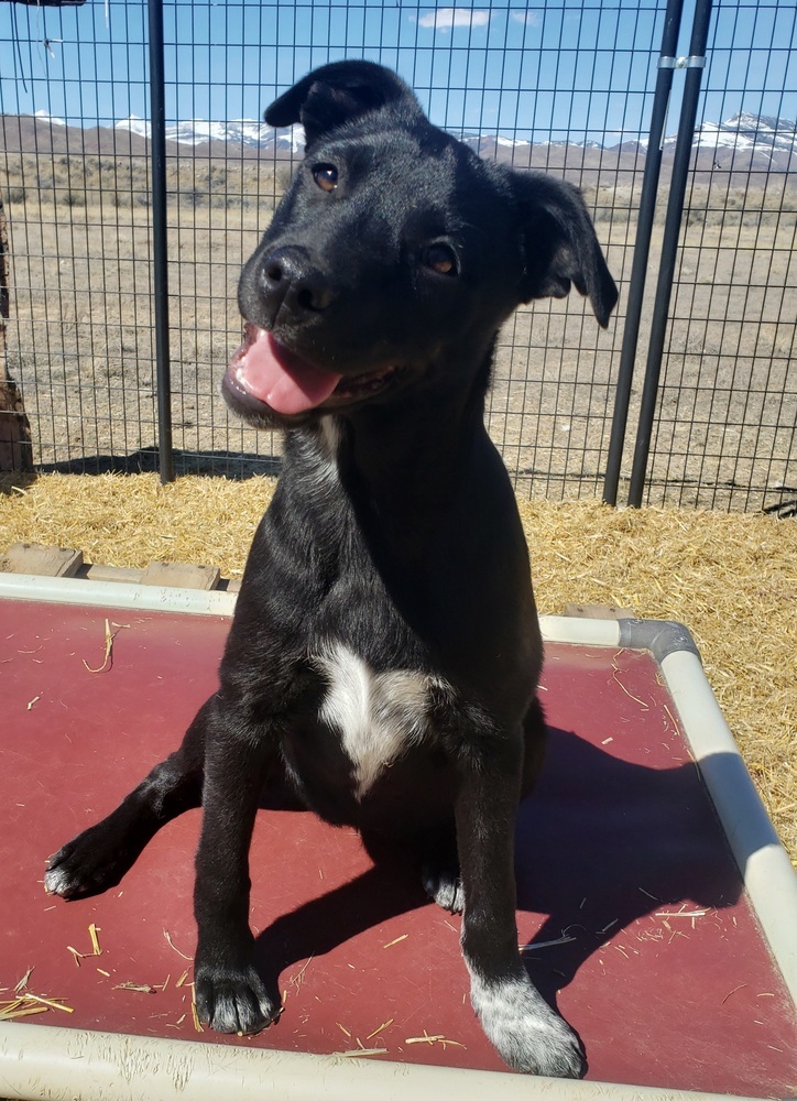 Cleo, an adoptable Australian Cattle Dog / Blue Heeler, Labrador Retriever in Challis, ID, 83226 | Photo Image 3
