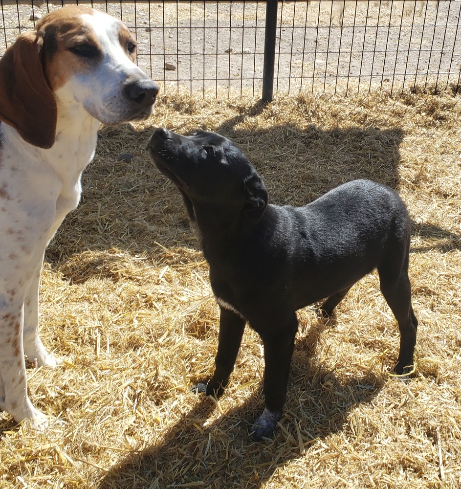 Cleo, an adoptable Australian Cattle Dog / Blue Heeler, Labrador Retriever in Challis, ID, 83226 | Photo Image 4