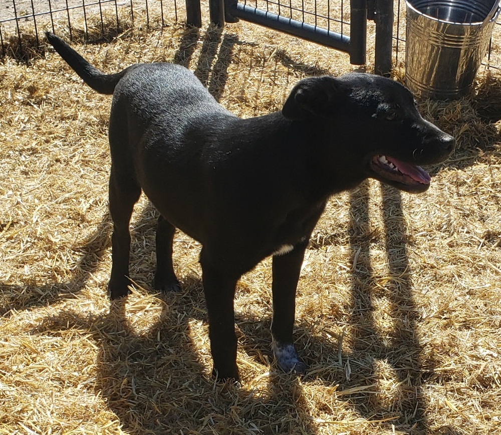 Cleo, an adoptable Australian Cattle Dog / Blue Heeler, Labrador Retriever in Challis, ID, 83226 | Photo Image 5