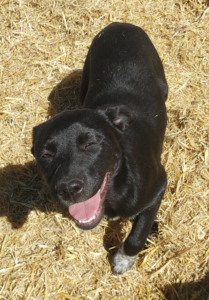 Cleo, an adoptable Australian Cattle Dog / Blue Heeler, Labrador Retriever in Challis, ID, 83226 | Photo Image 6